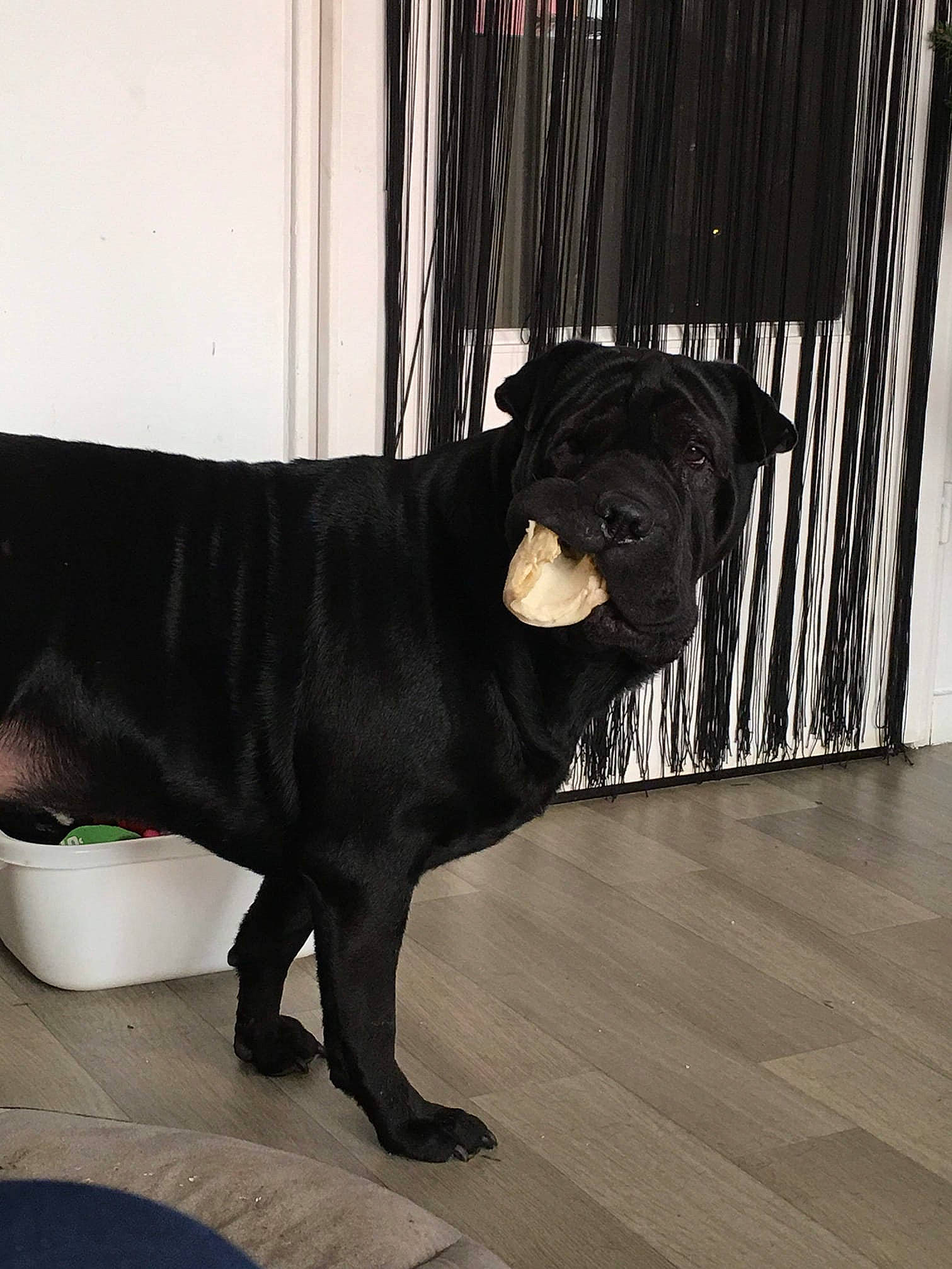 Iona participe au concours pour gagner de l'argent avec cette photo : cane_corso, canidae, carnivore, companion_dog, dog, dog_breed, fawn, guard_dog, mammal, non_sporting_group, pug, snout, sporting_group, staffordshire_bull_terrier, vertebrate
