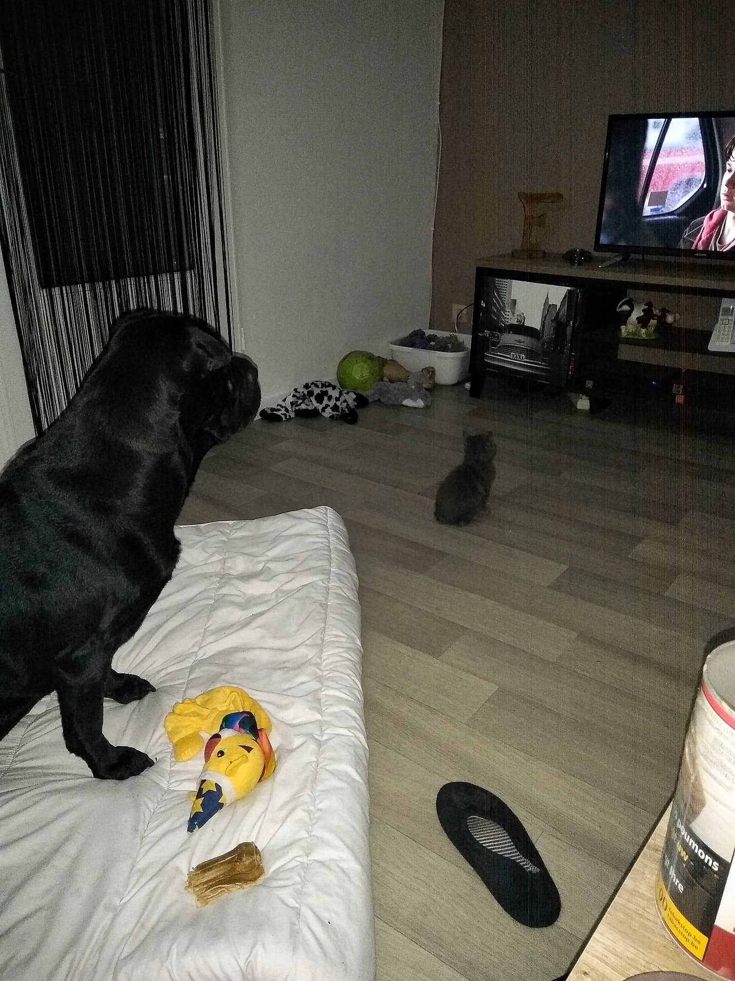 Iona a rejoint le concours — aidez-le/la à gagner de superbes lots ! canidae, carnivore, cat, companion_dog, dog, dog_breed, felidae, floor, flooring, guard_dog, home, labrador_retriever, non_sporting_group, play, pug, puppy, room, small_to_medium_sized_cats, sporting_group, tail