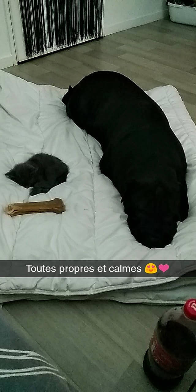 Iona participe au concours pour gagner de l'argent avec cette photo : bed_sheet, canidae, comfort, companion_dog, dog_breed, furniture, guard_dog, labrador_retriever, linens, nap, puppy, sleep, sporting_group