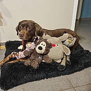 Laika participe au concours pour gagner de l'argent avec cette photo : dog, stuffed_toy, plush, brown_dog, pet, animal, indoor, floor_tile, black_mat, toy_monkey, toy_reindeer, toy_fox, resting, laying_down, home, cozy, cute, alert, fur, companion