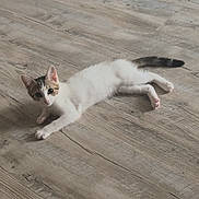 Baya participe au concours pour gagner de l'argent avec cette photo : kitten, cat, floor, wooden_floor, pet, animal, indoor, cute, small, white, tabby, young, laying_down, looking, ears, tail, paws, fur, domestic_cat, curious