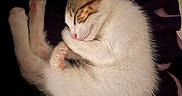Baya a rejoint le concours — aidez-le/la à gagner de superbes lots ! cat, kitten, sleeping, cute, fur, paw, pink_paw_pads, whiskers, nose, ear, closed_eyes, animal, pet, resting, cozy, soft, blanket, indoor, tiny, adorable