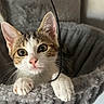 Baya participe au concours pour gagner de l'argent avec cette photo : kitten, cat, pet, animal, cute, curious, whiskers, ears, paws, plush, hammock, gray, feline, indoor, young, closeup, wide_eyes, playful, string, cozy