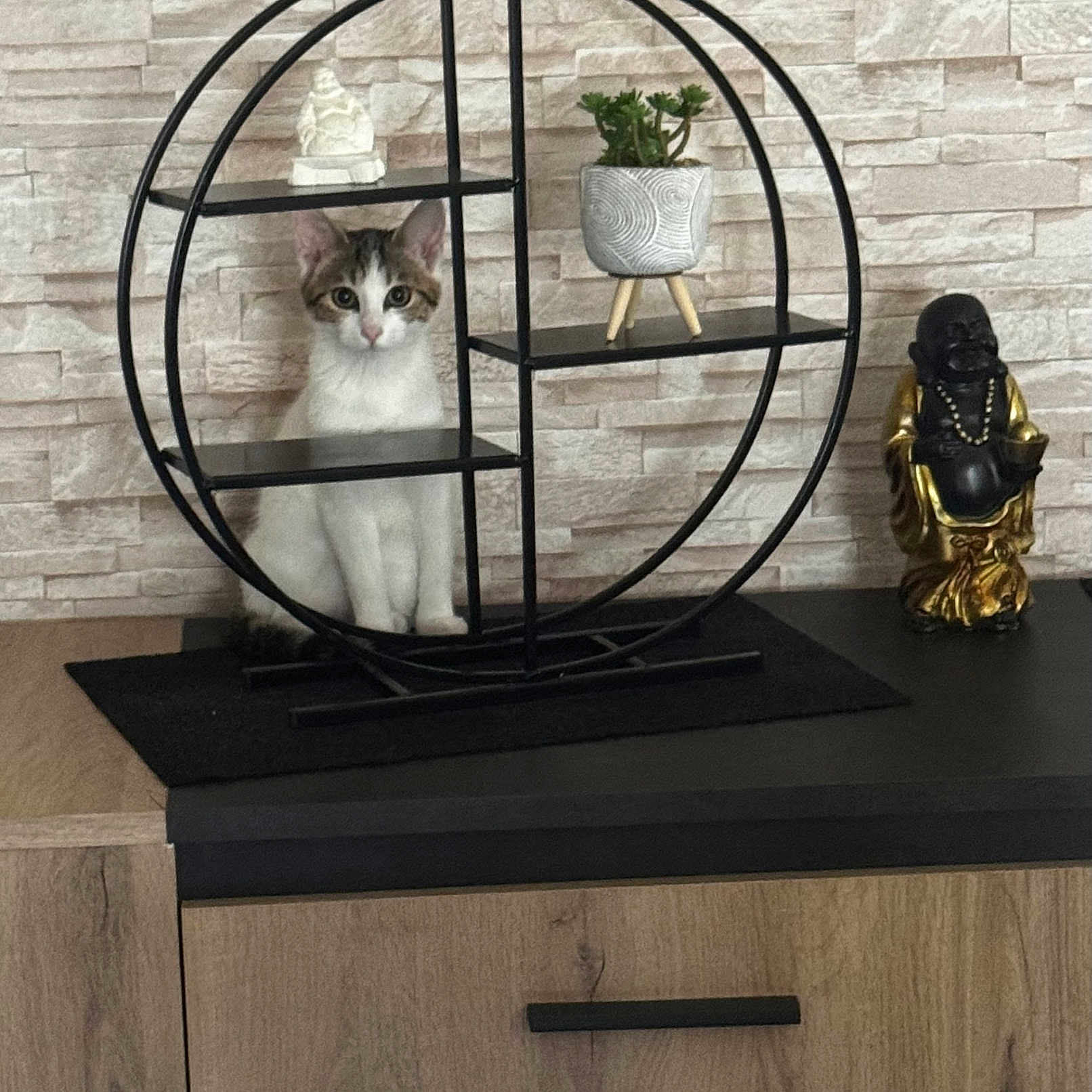 Baya participe au concours pour gagner de l'argent avec cette photo : cat, shelf, plant, buddha_statue, decor, indoor, furniture, wood, metal, circular_shelf, curious_cat, pet, houseplant, stone_wall, black, brown, white, small_plant, ornament, cozy