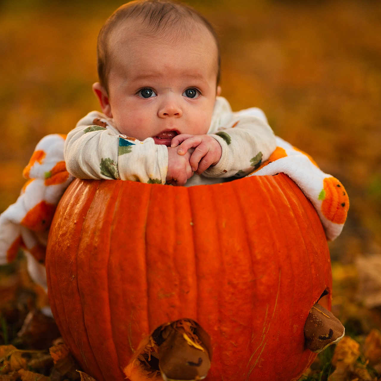 Jalen is registered to the contest to win money with this photo: baby, bodypart, countryside, eating, face, farm, finger, food, hand, harvest, head, nature, person, photography, plant, portrait, produce, pumpkin, squash, vegetable