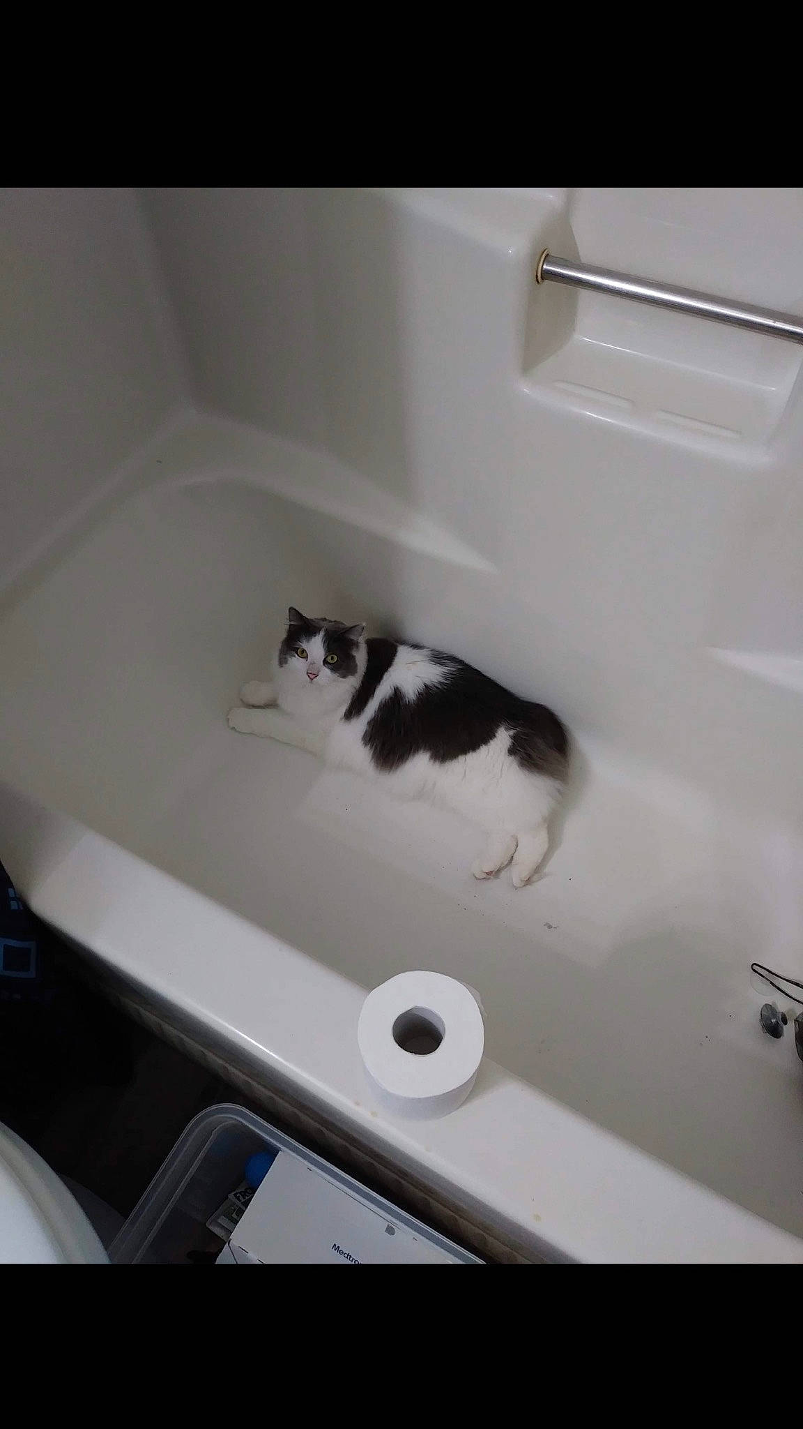 Zelda joined the competition — help win amazing prizes! automotive_exterior, bathroom, bathroom_accessory, bidet, carnivore, cat, felidae, flooring, hardwood, plumbing_fixture, room, small_to_medium_sized_cats, tail, whiskers