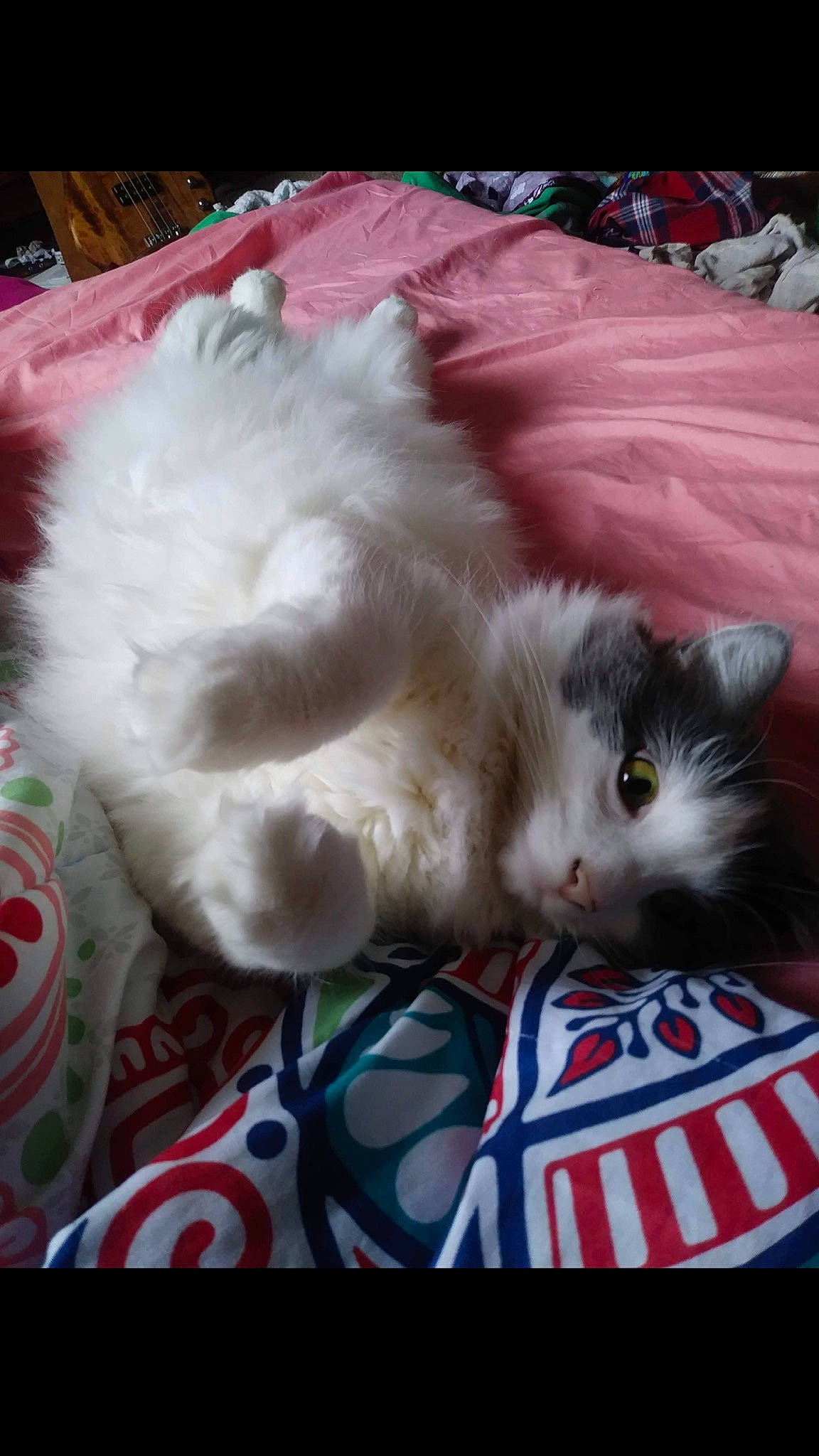 Zelda is registered to the contest to win money with this photo: carnivore, cat, claw, comfort, domestic_short_haired_cat, fawn, felidae, fur, paw, small_to_medium_sized_cats, tail, whiskers