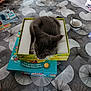 Aragon a rejoint le concours — aidez-le/la à gagner de superbes lots ! cat, box, table, game_box, gray_cat, feline, indoor, patterned_tablecloth, cup, spoon, person, hand, resting, domestic, cozy, pet, animal, food, kitchen, board_game