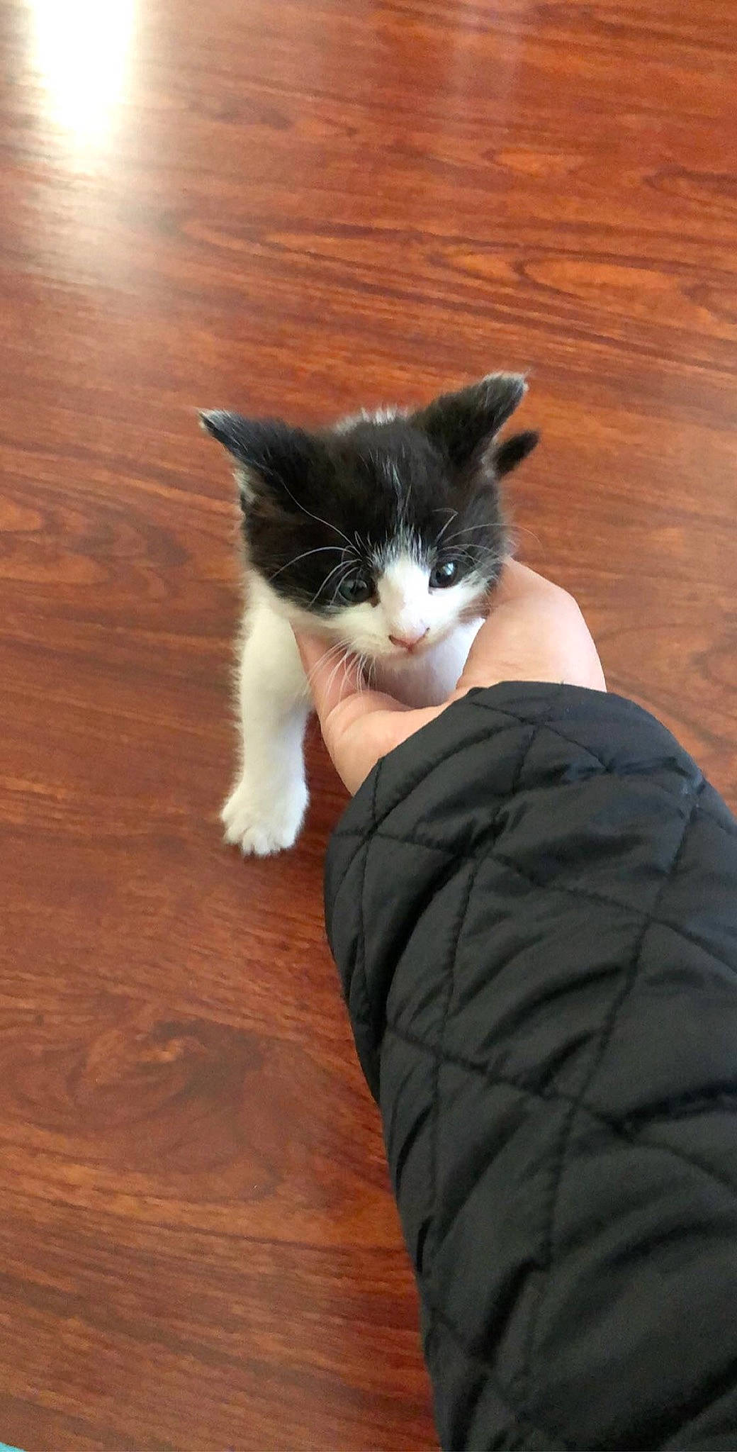 Minimi is registered to the contest to win money with this photo: carnivore, cat, domestic_short_haired_cat, fawn, felidae, flooring, fur, hardwood, kitten, norwegian_forest_cat, polydactyl_cat, small_to_medium_sized_cats, snout, tail, whiskers