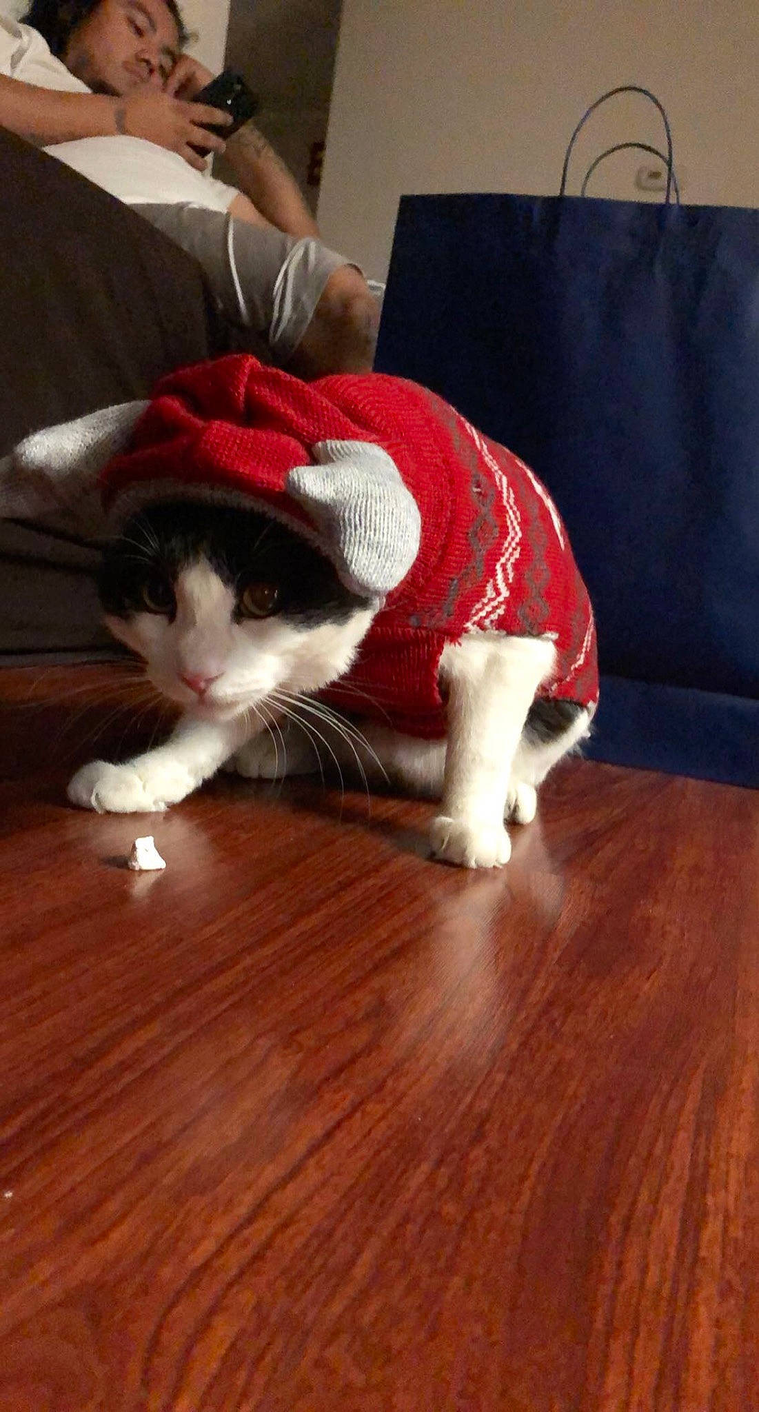 Minimi is registered to the contest to win money with this photo: carnivore, cat, fawn, felidae, floor, flooring, fur, hardwood, kitten, laminate_flooring, leg, room, small_to_medium_sized_cats, snout, tail, whiskers, wood, wood_flooring