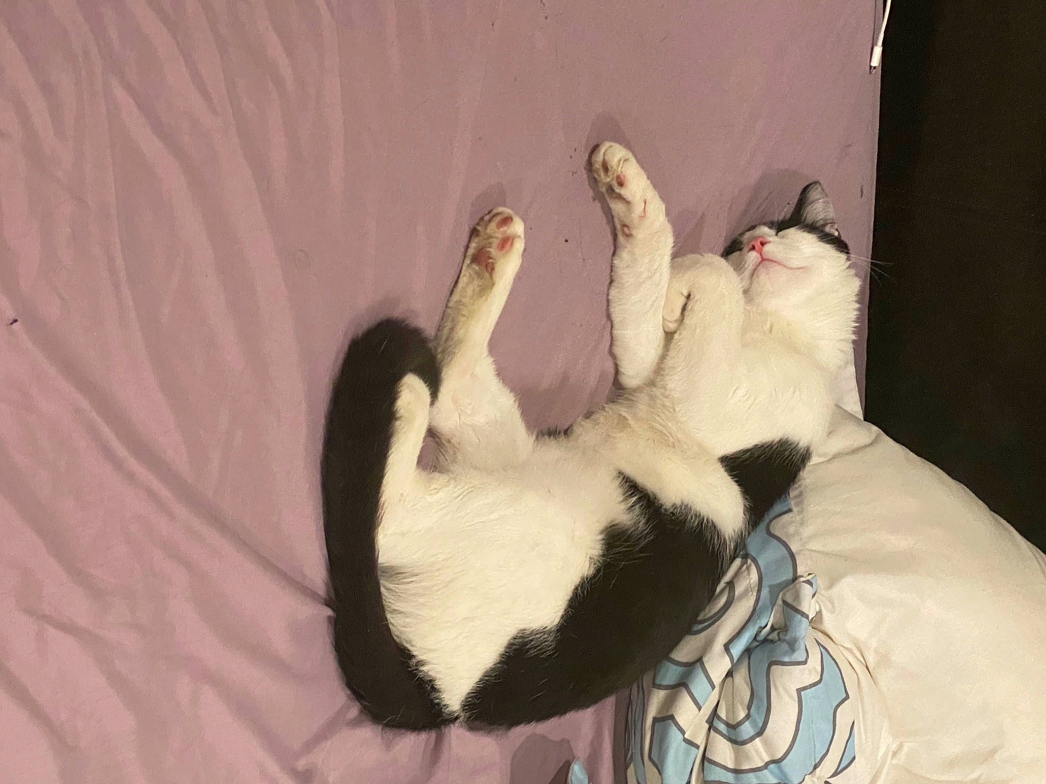 Minimi joined the competition — help win amazing prizes! canidae, carnivore, cat, claw, paw, tail