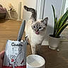 cat, kitten, blue_eyes, tongue_out, fluffy, short_hair, cream_fur, dark_points, standing, pet, animal, indoor, kitchen, table, food_bag, cat_food, bowl, houseplant, wood_floor, funny