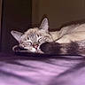 cat, kitten, sleeping, sleepy, curled_up, lying_down, fur, striped, blue_eyes, ears, whiskers, nose, indoor, bed, blanket, cozy, relaxed, warm_lighting, pet, close_up