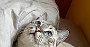 Mochi participe au concours pour gagner de l'argent avec cette photo : cat, blue_eyes, whiskers, white_fur, tabby_markings, pet, animal, portrait, close_up, lying_down, bed, blanket, bedroom, cozy, indoors, wooden_door, brown_background, collar, relaxed, curious