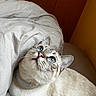 cat, blue_eyes, whiskers, white_fur, tabby_markings, pet, animal, portrait, close_up, lying_down, bed, blanket, bedroom, cozy, indoors, wooden_door, brown_background, collar, relaxed, curious