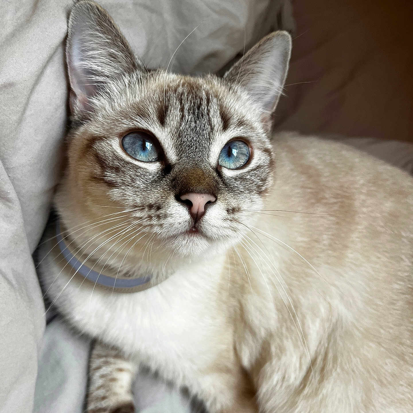 Mochi