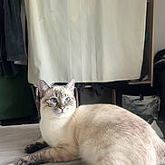Mochi participe au concours pour gagner de l'argent avec cette photo : cat, feline, pet, animal, blue_eyes, cream_fur, striped_face, dark_paws, lying_down, relaxed, bed, bedroom, indoor, curtains, clothing, laundry, home, portrait, close_up, photography