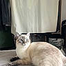 cat, feline, pet, animal, blue_eyes, cream_fur, striped_face, dark_paws, lying_down, relaxed, bed, bedroom, indoor, curtains, clothing, laundry, home, portrait, close_up, photography