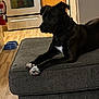 animal, appliance, architecture, building, canine, couch, device, dog, dogbed, electricaldevice, furniture, indoors, interiordesign, livingroom, microwave, oven, pet, puppy, room, wood