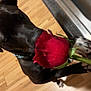 animal, canine, dog, flower, flowerarrangement, flowerbouquet, greatdane, hardwood, hound, ikebana, indoors, interiordesign, labradorretriever, pet, petal, plant, plywood, puppy, rose, wood