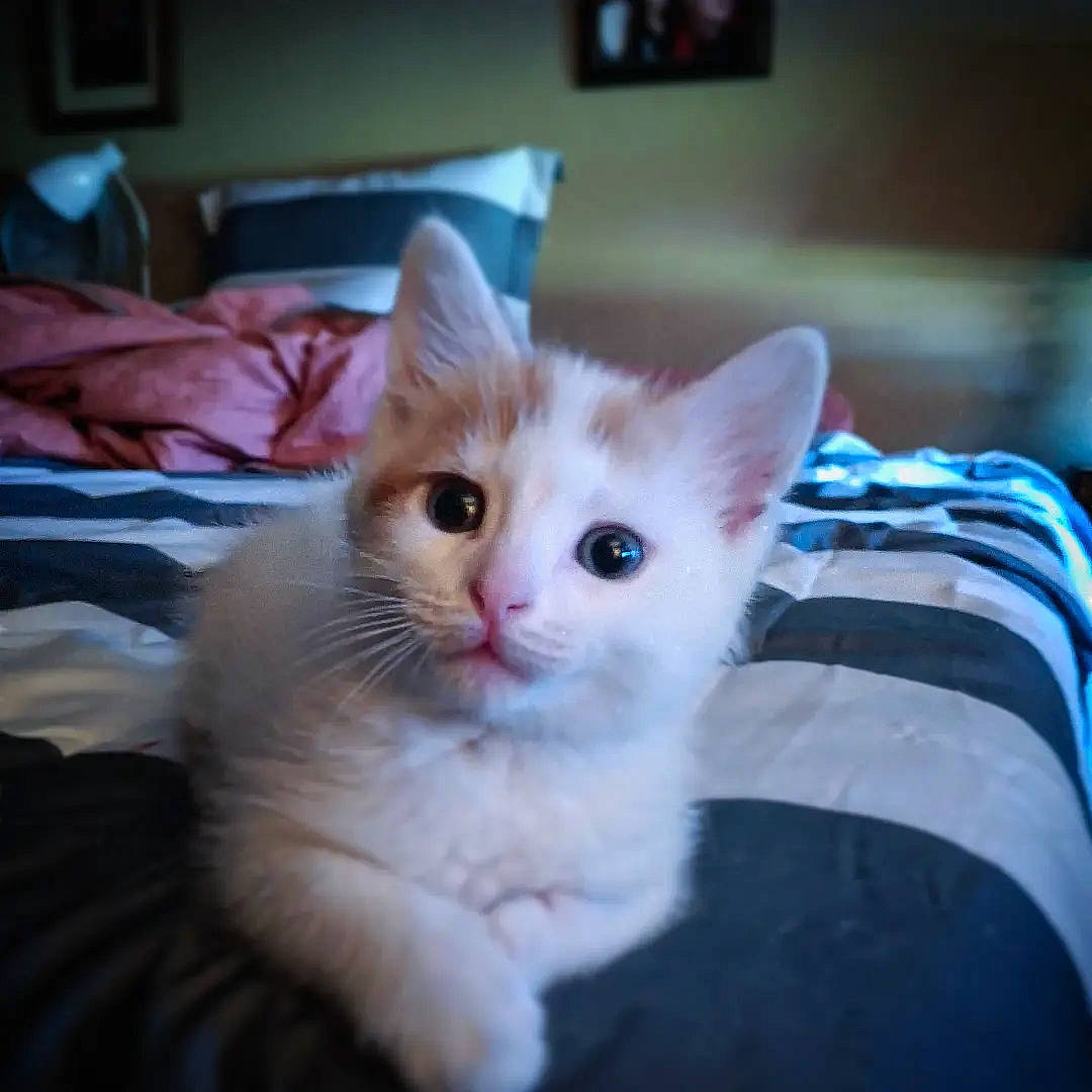 Izzy is registered to the contest to win money with this photo: carnivore, cat, claw, comfort, domestic_short_haired_cat, fawn, felidae, fur, paw, picture_frame, room, small_to_medium_sized_cats, snout, tail, whiskers