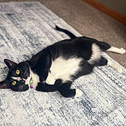 Chester joined the competition — help win amazing prizes! cat, tuxedo_cat, indoor, yellow_eyes, lying_down, black_and_white_fur, rug, patterned_rug, pet, domestic_cat, whiskers, relaxed, alert, feline, animal, close_up, soft_lighting, floor, cozy, cute