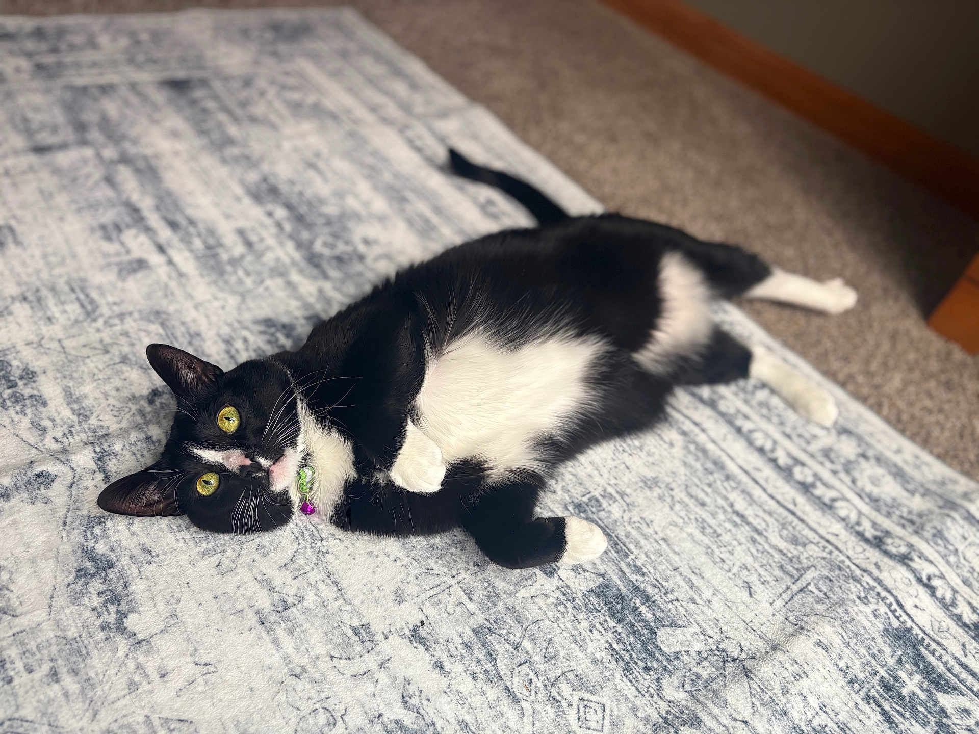 Chester joined the competition — help win amazing prizes! cat, tuxedo_cat, indoor, yellow_eyes, lying_down, black_and_white_fur, rug, patterned_rug, pet, domestic_cat, whiskers, relaxed, alert, feline, animal, close_up, soft_lighting, floor, cozy, cute