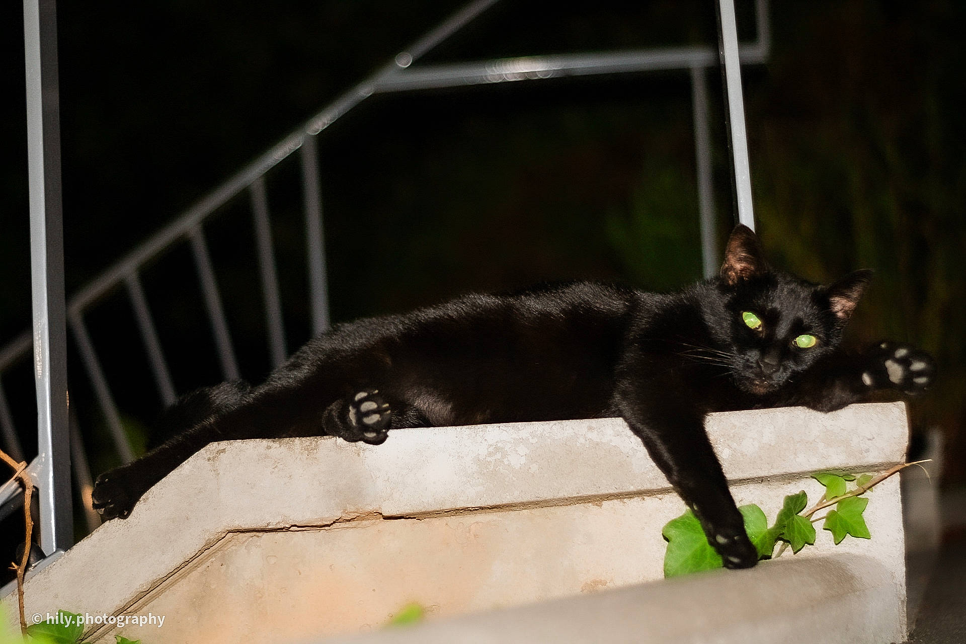 Blackie a rejoint le concours — aidez-le/la à gagner de superbes lots ! black_cat, bombay, carnivore, cat, domestic_short_haired_cat, felidae, havana_brown, mammal, small_to_medium_sized_cats, snout, tail, whiskers