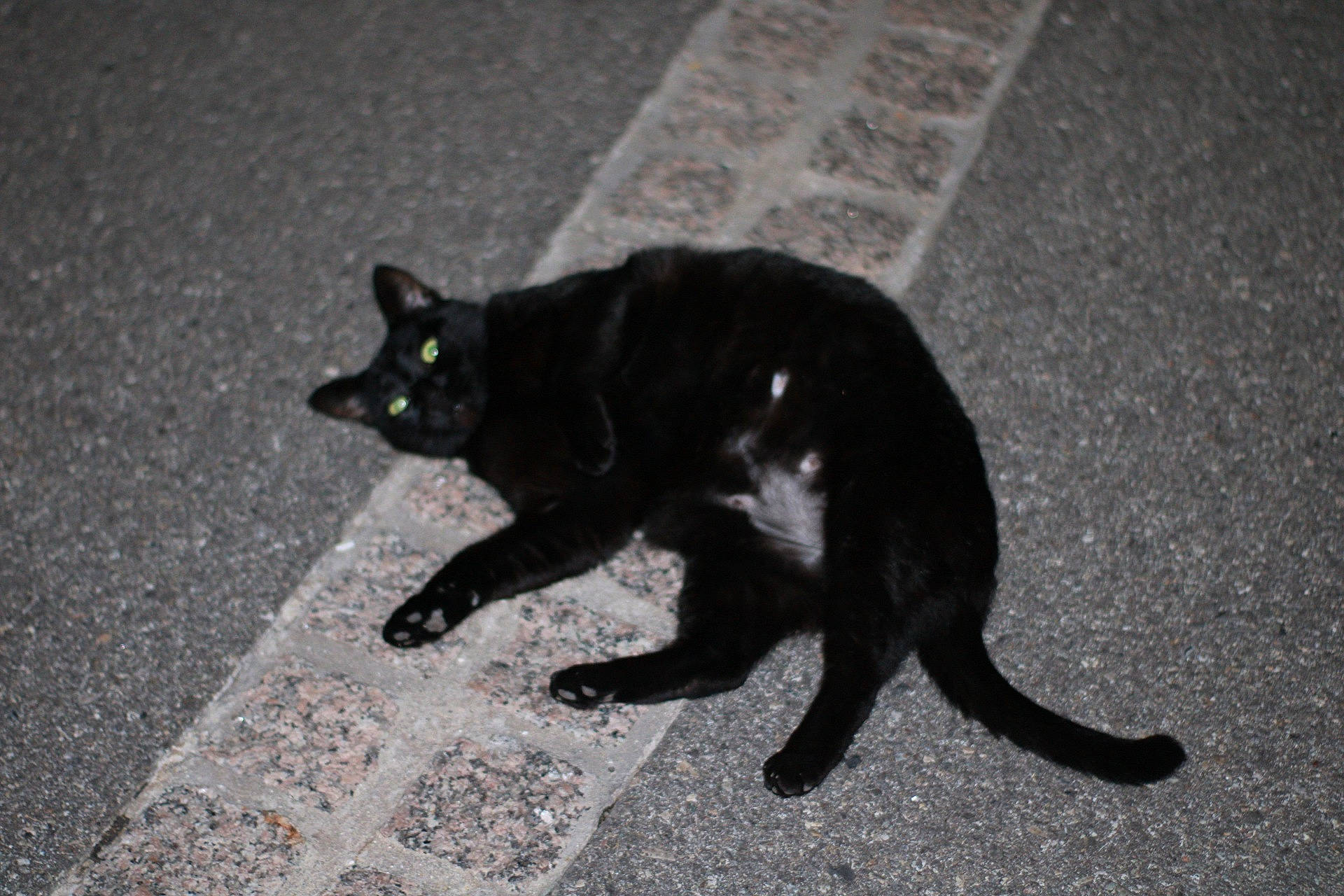 Blackie a rejoint le concours — aidez-le/la à gagner de superbes lots ! black, black_and_white, black_cat, bombay, carnivore, cat, domestic_short_haired_cat, felidae, fur, havana_brown, small_to_medium_sized_cats, snapshot, snout, tail, whiskers