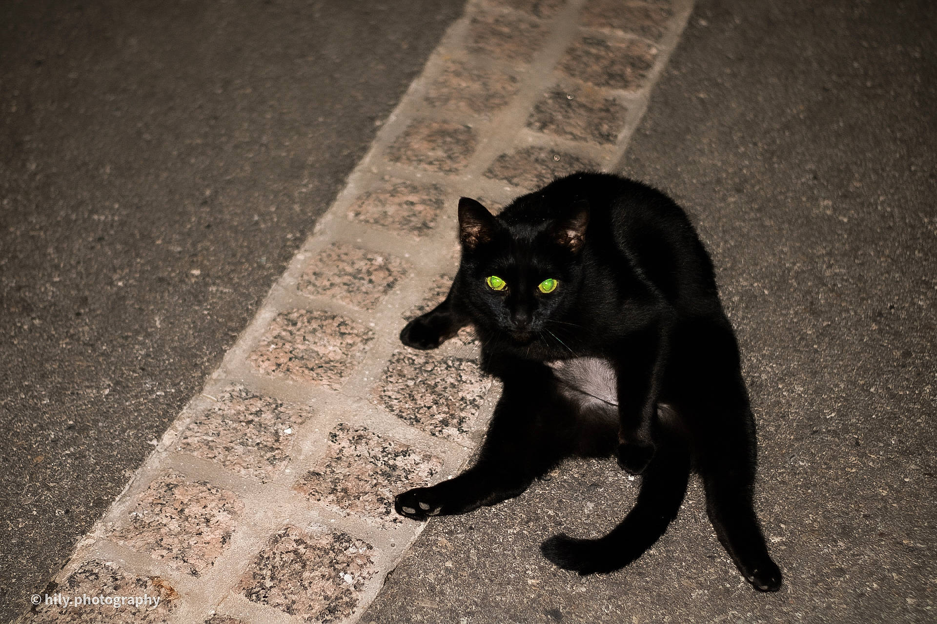 Blackie a rejoint le concours — aidez-le/la à gagner de superbes lots ! asian, black, black_and_white, black_cat, bombay, carnivore, cat, domestic_short_haired_cat, eye, felidae, floor, flooring, havana_brown, organism, shadow, small_to_medium_sized_cats, snapshot, snout, tail, whiskers