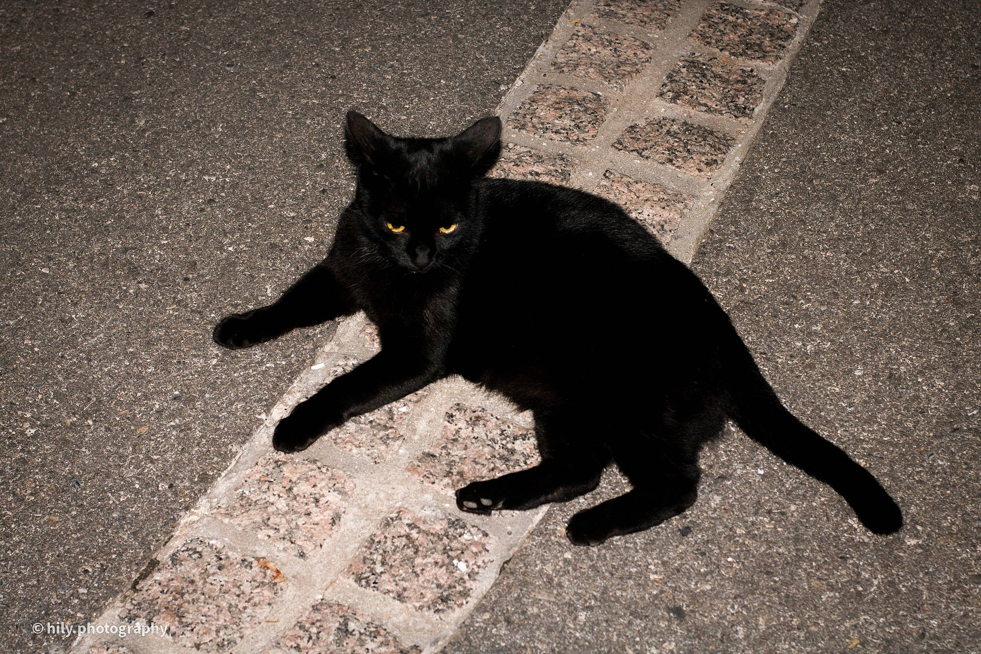 Blackie participe au concours pour gagner de l'argent avec cette photo : asian, black, black_and_white, black_cat, bombay, carnivore, cat, claw, domestic_short_haired_cat, european_shorthair, eye, felidae, floor, flooring, fur, polydactyl_cat, shadow, small_to_medium_sized_cats, tail, whiskers