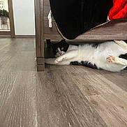 Boo Boo is registered to the contest to win money with this photo: animal, bed, black_and_white, cat, cozy, curious, domestic, floor, fur, furniture, home, indoor, looking, lying_down, paws, pet, playful, relaxed, whiskers, wooden_floor