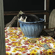 Boo Boo joined the competition — help win amazing prizes! animal, black_and_white_cat, cat, cozy, curious, decor, domestic_cat, feline, flower_pot, furniture, home, night, outdoor, patio_chair, pet, relaxing, seat_cushion, sunflower_pattern, table, tablecloth