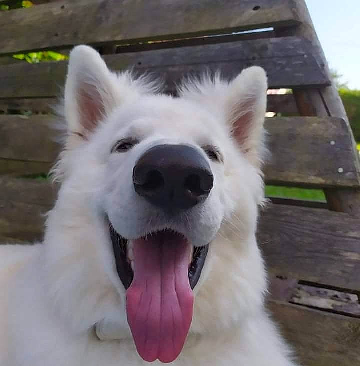 Shadow participe au concours pour gagner de l'argent avec cette photo : american_eskimo_dog, canidae, carnivore, collar, companion_dog, dog, dog_breed, fang, fur, giant_dog_breed, happy, japanese_spitz, jaw, samoyed, snout, spitz, sporting_group, volpino_italiano, whiskers, working_animal