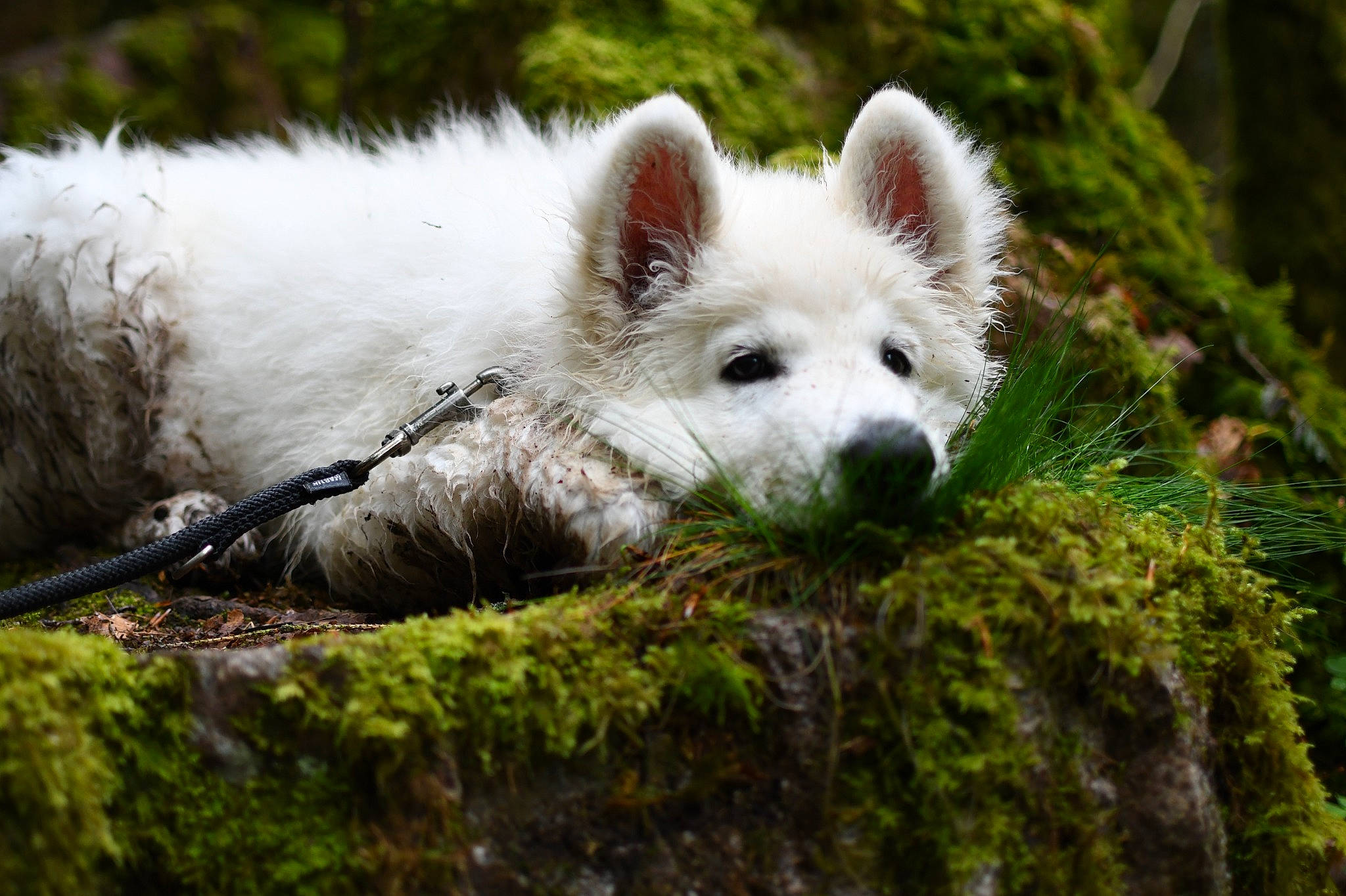 Shadow participe au concours pour gagner de l'argent avec cette photo : american_eskimo_dog, canidae, carnivore, companion_dog, dog, dog_breed, fawn, fox, fur, german_spitz, grass, non_sporting_group, plant, snout, sporting_group, terrestrial_animal, volpino_italiano, whiskers, wildlife, working_animal