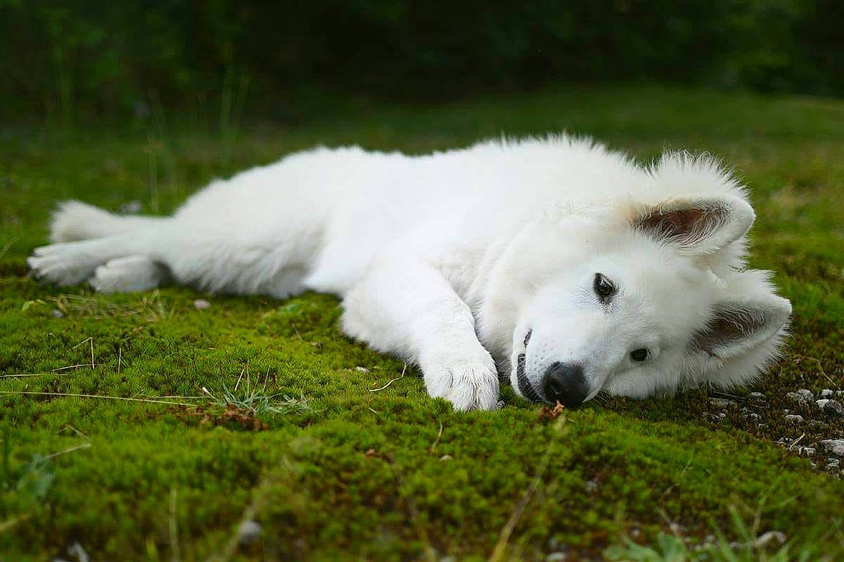 Shadow participe au concours pour gagner de l'argent avec cette photo : canidae, carnivore, companion_dog, dog, dog_breed, fur, grass, grassland, indian_spitz, non_sporting_group, pasture, sporting_group, terrestrial_animal, volpino_italiano