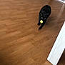 Muezza a rejoint le concours — aidez-le/la à gagner de superbes lots ! black_cat, carnivore, cat, design, felidae, floor, flooring, hardwood, laminate_flooring, plywood, small_to_medium_sized_cats, tail, tile, varnish, whiskers, wood, wood_flooring, wood_stain