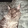 Asher is registered to the contest to win money with this photo: animal, blanket, cat, closeup, comfort, cozy, cute, ears, feline, fluffy, fur, indoor, mammal, nap, pet, relaxed, resting, sleeping, soft, whiskers