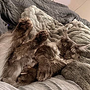 Asher is registered to the contest to win money with this photo: animal, bed, blanket, cat, closeup, comfort, cozy, cute, feline, fluffy, fur, gray, indoor, nap, paws, pet, relaxed, resting, sleeping, soft