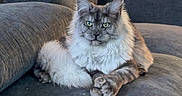 Asher joined the competition — help win amazing prizes! animal, cat, claws, couch, cozy, domestic_animal, ears, fur, furniture, home, indoor, living_room, maine_coon, mammal, pet, portrait, relaxing, sitting, tail, whiskers