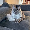 animal, cat, claws, couch, cozy, domestic_animal, ears, fur, furniture, home, indoor, living_room, maine_coon, mammal, pet, portrait, relaxing, sitting, tail, whiskers