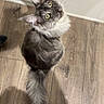 Asher is registered to the contest to win money with this photo: animal, cat, curious, cute, domestic_cat, feline, flooring, fluffy, fur, gray_cat, household, indoor, long_tail, looking_up, mammal, pet, shadow, whiskers, wooden_floor, yellow_eyes