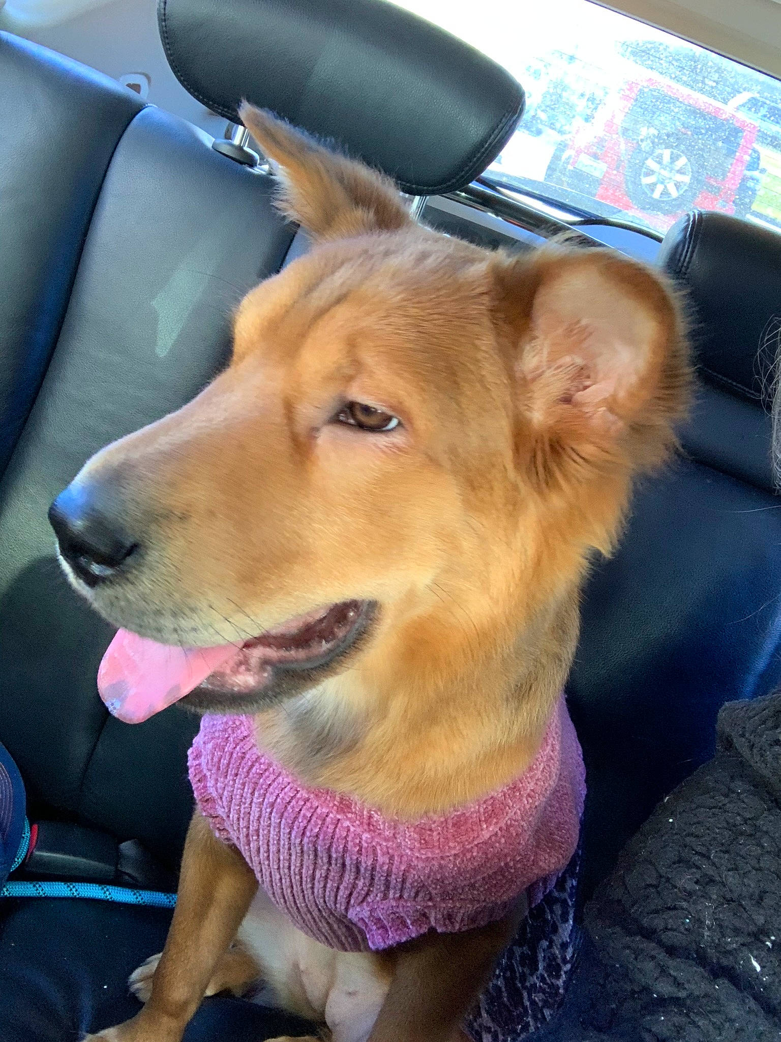 Megan joined the competition — help win amazing prizes! canidae, car_seat, carnivore, collar, companion_dog, dog, dog_breed, dog_collar, dog_supply, ear, fawn, fur, leash, paw, snout, sporting_group, vehicle_door, whiskers, window, working_animal