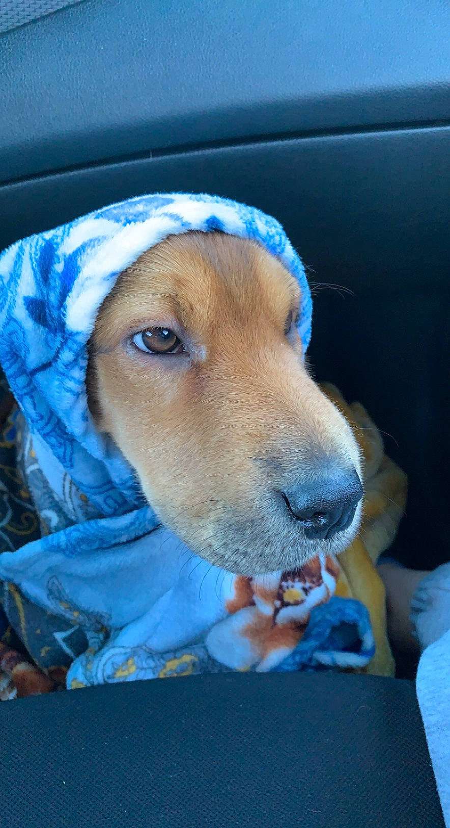 Megan is registered to the contest to win money with this photo: automotive_exterior, blue, canidae, car_seat, carnivore, collar, comfort, companion_dog, dog, dog_breed, dog_collar, dog_supply, fawn, fur, hound, pet_supply, snout, sporting_group, vehicle_door, whiskers