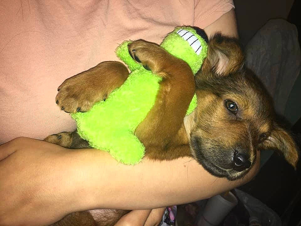 Megan is registered to the contest to win money with this photo: abdomen, baseball_cap, cap, carnivore, comfort, companion_dog, dog, dog_breed, dog_clothes, dog_supply, elbow, fashion_accessory, fawn, hat, personal_protective_equipment, snout, trunk, vertebrate, working_animal, wrist