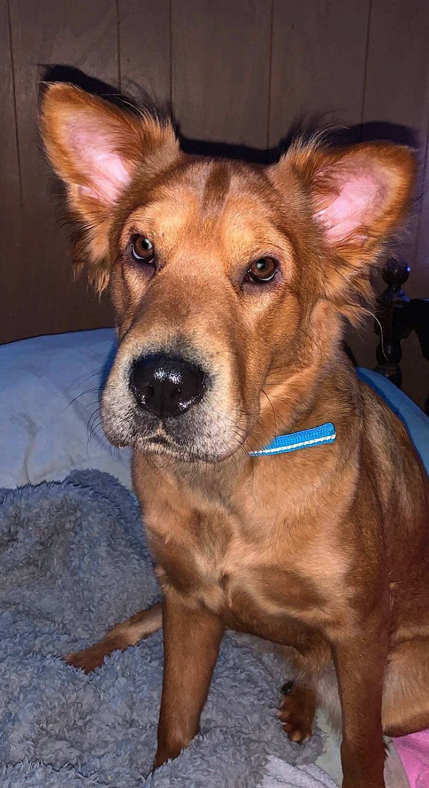 Megan is registered to the contest to win money with this photo: canidae, carnivore, collar, companion_dog, dog, dog_breed, dog_collar, ear, fawn, fur, head, herding_dog, jaw, liver, non_sporting_group, snout, sporting_group, whiskers, working_animal, working_dog