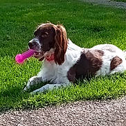 Papaye participe au concours pour gagner de l'argent avec cette photo : dog, toy, grass, outdoor, sunlight, pet, animal, brown_and_white, collar, lying_down, park, playful, nature, summer, chewing, happy, mammal, canine, daytime, recreational