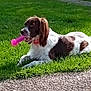 dog, toy, grass, outdoor, sunlight, pet, animal, brown_and_white, collar, lying_down, park, playful, nature, summer, chewing, happy, mammal, canine, daytime, recreational