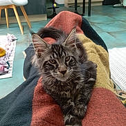Aby a rejoint le concours — aidez-le/la à gagner de superbes lots ! animal, blanket, cat, chair, cozy, cute, ears, eyes, floor, fur, furniture, home, indoor, legs, living_room, pet, portrait, relaxed, tabby, whiskers