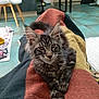 animal, blanket, cat, chair, cozy, cute, ears, eyes, floor, fur, furniture, home, indoor, legs, living_room, pet, portrait, relaxed, tabby, whiskers